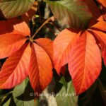 A Buckeye tree image