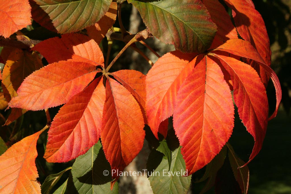 A Buckeye tree image